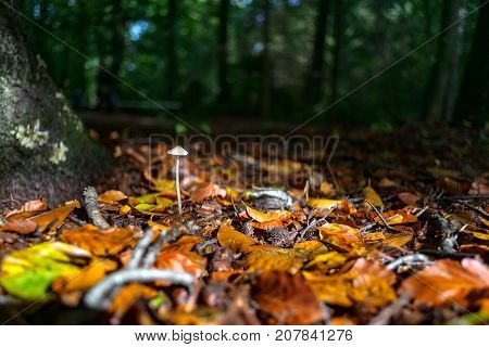 Beautiful autumn light on a single white fungus. Colorful beech leaves in autumn forest form a contrast with this mushroom