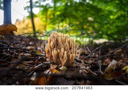 Very rare mushroom in the forest between autumn leaves. Candlestick fungus Xylaria hypoxylon