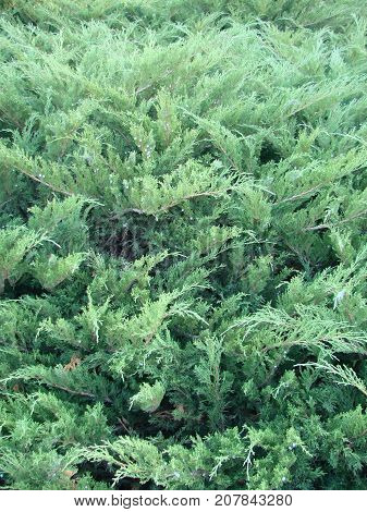 Photos Natural Background Branch Blue Spruce Growing In The Park. Shallow Depth Of Field