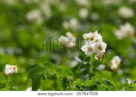 Blossom of potatoes white flowers in the field,focus on the flower