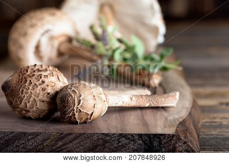 Macrolepiota Procera Is A Very Tasty Edible Mushroom