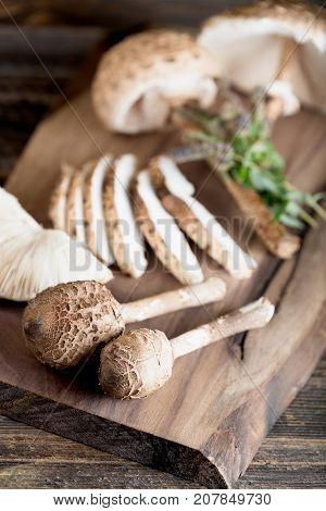 Macrolepiota Procera Is A Very Tasty Edible Mushroom