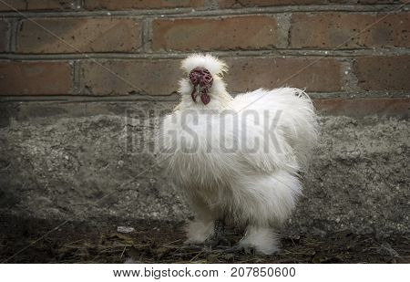 A serious white silkie rooster with plumage, similar to wool or hair, stands on the background of a brick wall. Portrait of a poultry in full growth.