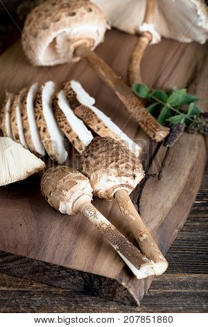 Macrolepiota Procera Is A Very Tasty Edible Mushroom