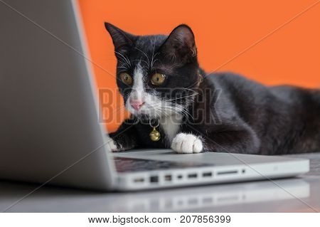Black cat working at the computer as a developer online