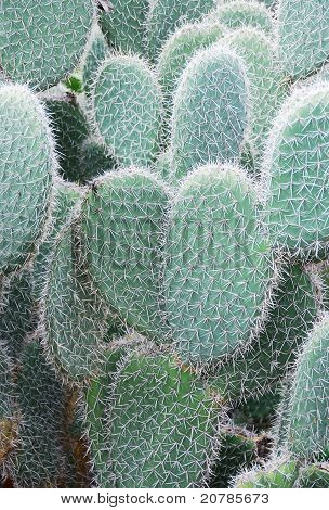Opuntia Leucotricha