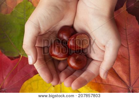 Acorns in human hands on the background of autumn leaves