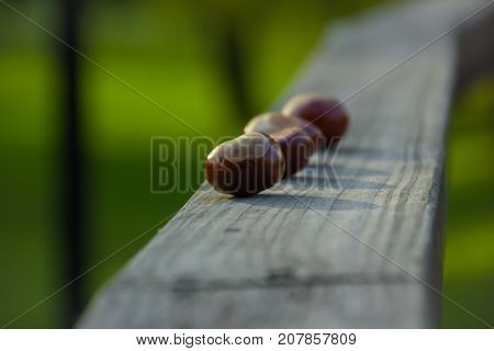 Acorns on a wooden railing on a green background