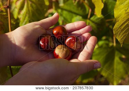 Acorns in human hands on the background of autumn leaves