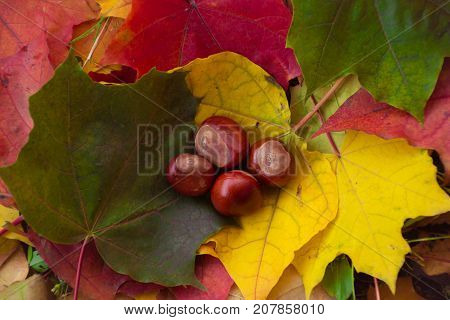 Acorns in human hands on the background of autumn leaves