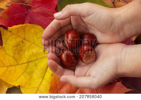 Chestnuts in hand on background of autumn leaves