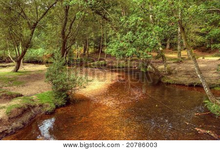 Smukke frodige skov Scene med strøm og strejf af efterårsfarver i New Forest, England