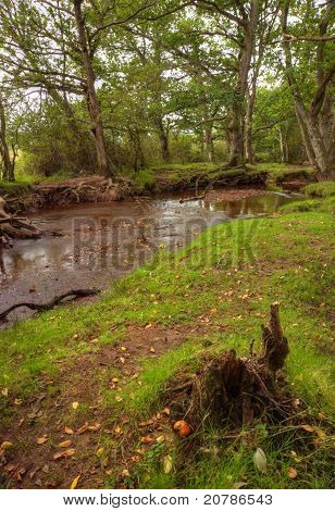 Smukke frodige skov Scene med strøm og strejf af efterårsfarver i New Forest, England