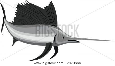 Sailfish
