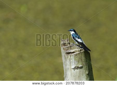 White-winged Swallow (Tachycineta albiventer) on a tree stump in Central Trinidad