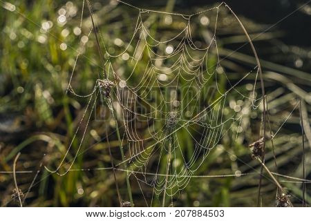 Silver and golden cobweb near Kladska pond in autumn sunny morning