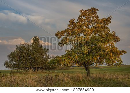 Color evening with tree in Slavkovsky les national park in autumn time