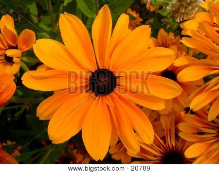 Flower In Bloom 9