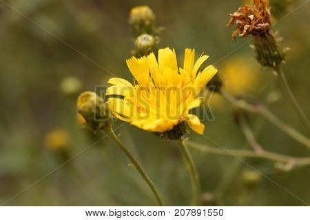Canadian Hawkweed (hieracium Umbellatum)