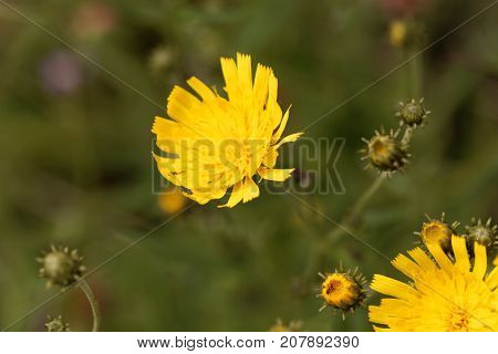 Canadian Hawkweed (hieracium Umbellatum)