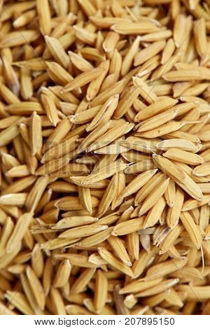 rice grain in farm yellow jasmin ripe rice