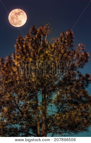 Landscape Of Sky And Full Moon With Moonlight Behind Pine Tree. Serenity Nature.