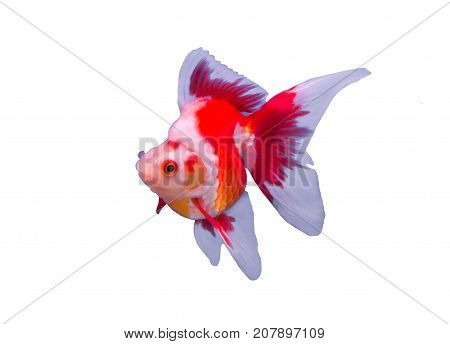 Ryukin goldfish isolated in a white background