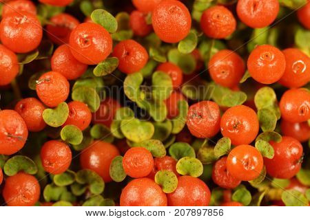 Coral Bead Plant (nertera Granadensis)