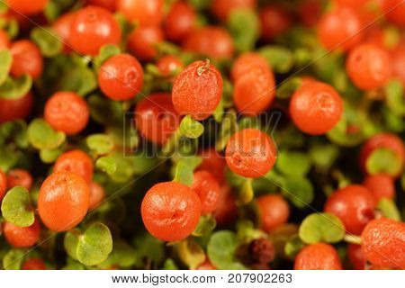 Coral Bead Plant (nertera Granadensis)