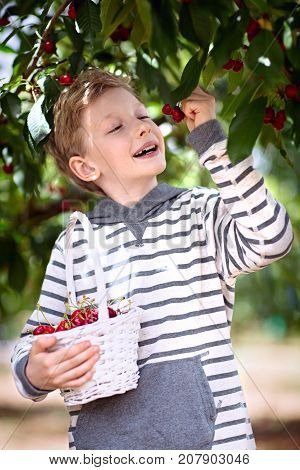 cheerful positive boy with basket full of cherry berries enjoying spring family activity picking berries from the tree during u-pick season at the farm