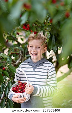 cheerful positive boy with basket full of cherry berries enjoying spring family activity picking berries from the tree during u-pick season at the farm