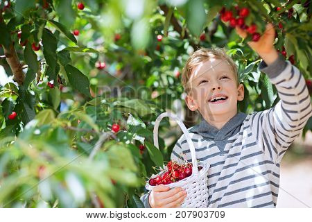 cheerful positive boy with basket full of cherry berries enjoying spring family activity picking berries from the tree during u-pick season at the farm