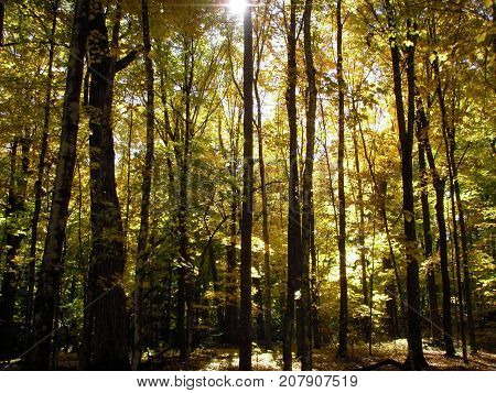 Nature Walk In October Fall Autumn Forest Trees