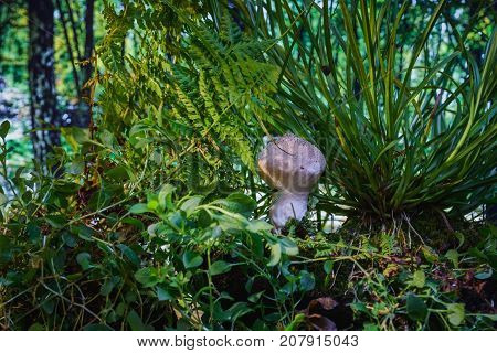 Nature background. Still life- mushroom puffball growing in the woods
