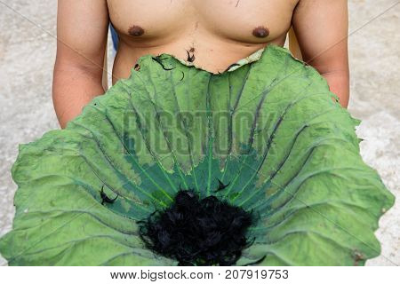 hair cut stack on green lily-pad or lotus leaf during ordination ceremony of Buddhist monk in Thailand.