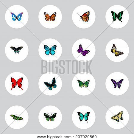 Realistic Demophoon, Birdwing, Butterfly And Other Vector Elements
