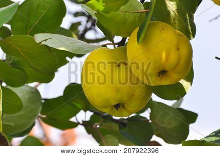 Quince on branch. Organic natural quince apples on the tree at fall.