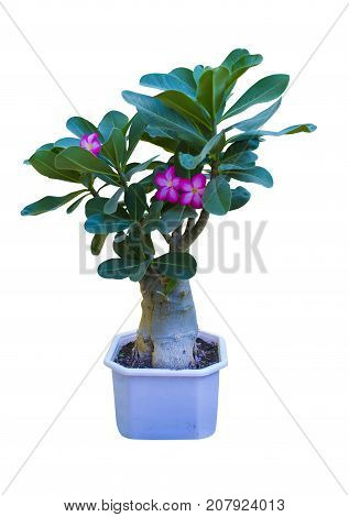 Adenium. Adenium flower. Desert Rose. tree adenium on black pot isolated on white background