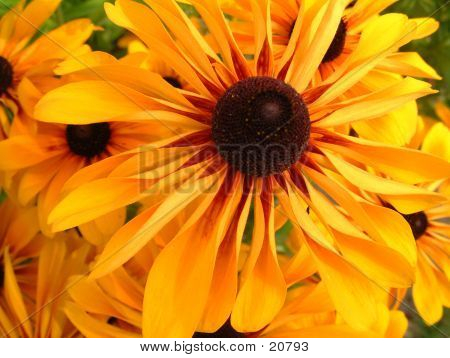 Flower In Bloom 5