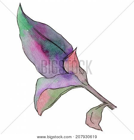 Tropical Hawaii leaves in a watercolor style isolated. Aquarelle wild flower for background, texture, wrapper pattern, frame or border.