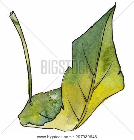 Tropical Hawaii leaves in a watercolor style isolated. Aquarelle wild flower for background, texture, wrapper pattern, frame or border.