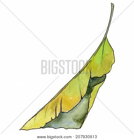 Tropical Hawaii leaves in a watercolor style isolated. Aquarelle wild flower for background, texture, wrapper pattern, frame or border.