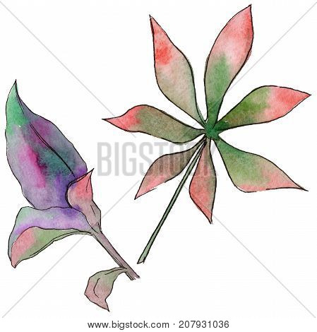Tropical Hawaii leaves in a watercolor style isolated. Aquarelle wild flower for background, texture, wrapper pattern, frame or border.