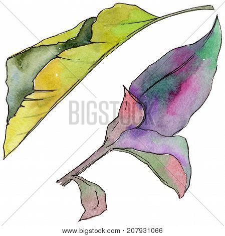 Tropical Hawaii leaves in a watercolor style isolated. Aquarelle wild flower for background, texture, wrapper pattern, frame or border.