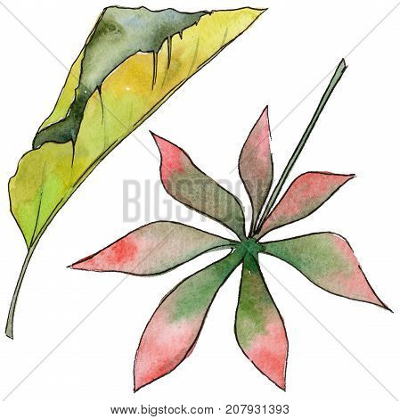 Tropical Hawaii leaves in a watercolor style isolated. Aquarelle wild flower for background, texture, wrapper pattern, frame or border.