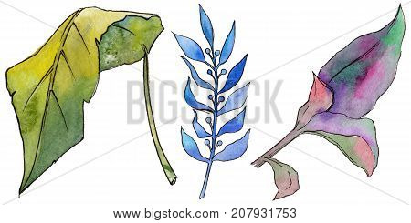 Tropical Hawaii leaves in a watercolor style isolated. Aquarelle wild flower for background, texture, wrapper pattern, frame or border.