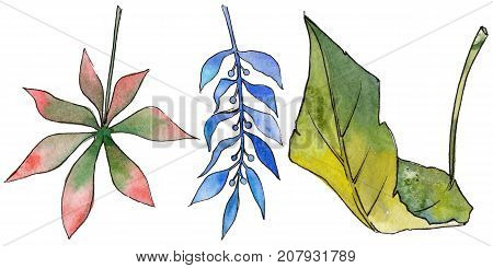 Tropical Hawaii leaves in a watercolor style isolated. Aquarelle wild flower for background, texture, wrapper pattern, frame or border.