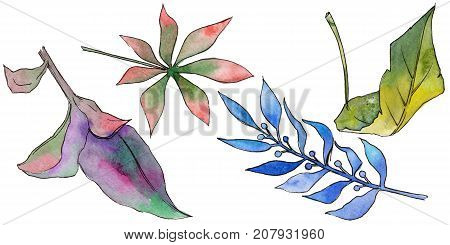 Tropical Hawaii leaves in a watercolor style isolated. Aquarelle wild flower for background, texture, wrapper pattern, frame or border.
