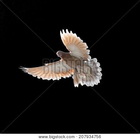 pigeon on a black background . In the park in nature