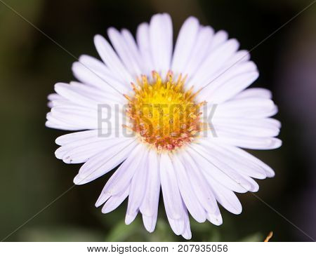 beautiful purple flower in nature . In the park in nature